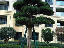 共富品质天花板+人车分流+景观房+精装三房+楼中王