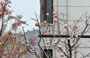 中交·伴山观岚实景图